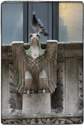 http://www.deadprogrammer.com/photos/eagle-pigeon-1.jpg