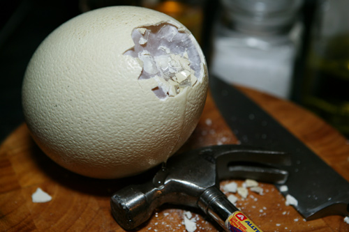 Ostrich Egg – Dead Programmer's Cafe