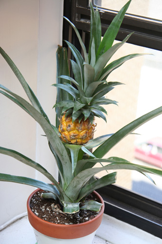 pineapple-plant.jpg